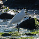 Little Egret; Garceta Común