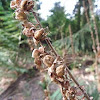 foxglove seed heads