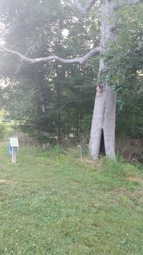 Where Tree Trolls Live on Frisbee Golf Course