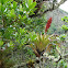 Bromeliad