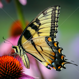 Yellow Beauty by Sue Delia -  