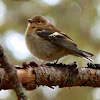 Female chaffinch (call)