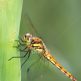 Dragonfly by Kamaludin Syah - Animals Insects & Spiders