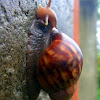 East African land snail