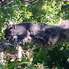 Western grey squirrel