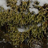 Golden Foxtail Moss