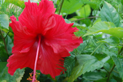 Terkeren 15+ Picture Bunga Raya