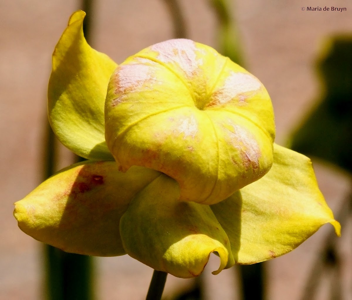 Yellow pitcher plant