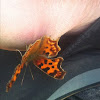 Monarch Butterfly/ Eastern Comma