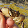Purple mottled shore crab