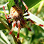 Araneus spider