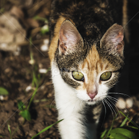 The look by Milica Đorđević - Animals - Cats Portraits