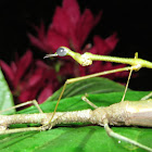 Stick grasshopper