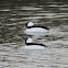 Bufflehead