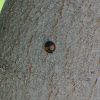 Twice Stabbed Ladybug