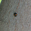 Twice Stabbed Ladybug