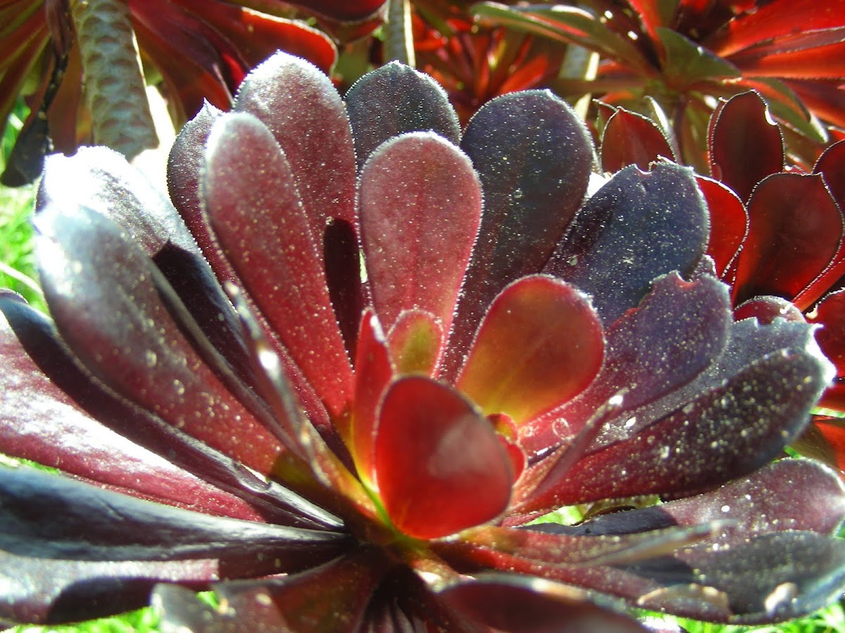 Black Aeonium