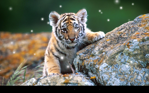 download Little Tiger Live Wallpaper free