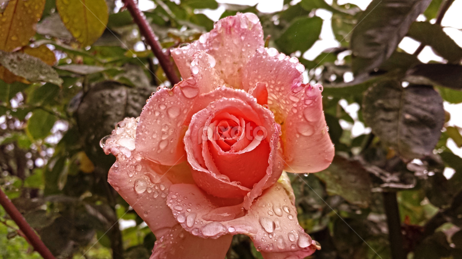 raindrops on roses by Chrissy Woodhouse - Flowers Single Flower ( delicate, rain, pink, beauty, raindrops, rose )