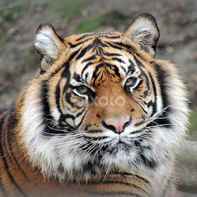 Beautiful by Kathryn Willett - Animals Lions, Tigers & Big Cats