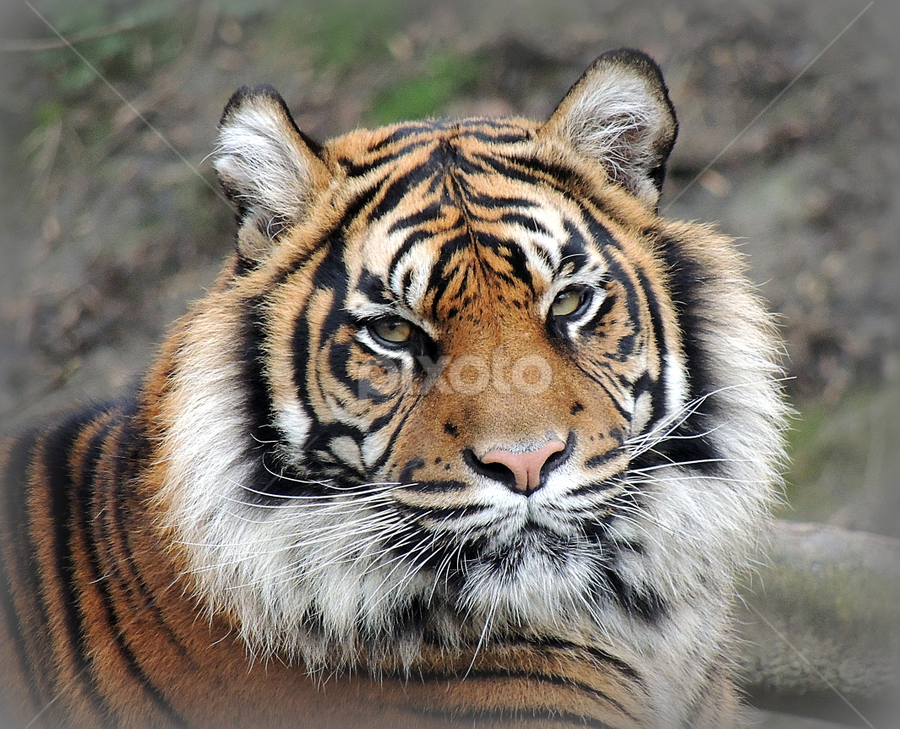 Beautiful by Kathryn Willett - Animals Lions, Tigers & Big Cats