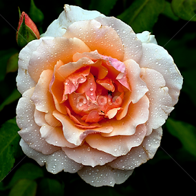 by Shalabh Sharma - Flowers Single Flower