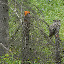 Coastal Great Horned Owl