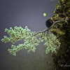 Soft Tree Coral, Cherry Blossom Coral