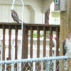 Cooper hawks juvenile and parent