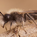 Andrena nycthemera, male