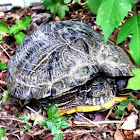 Texas River Cooter