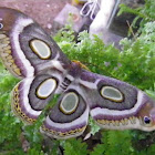 White-ringed Atlas Moth