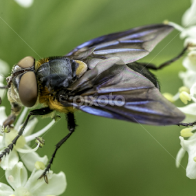 by Alberto Molinari - Animals Insects & Spiders