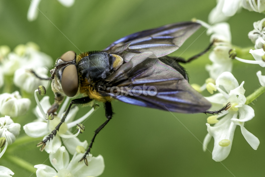 by Alberto Molinari - Animals Insects & Spiders