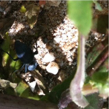 Unknown Blue Beetle