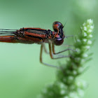 damselffly