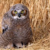 Great Horned Owl (Fledgling) 