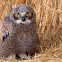 Great Horned Owl (Fledgling) 