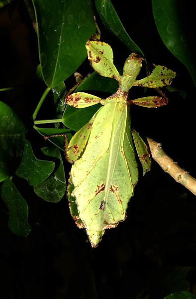 Leaf Insect, Phasmid - Female | Project Noah