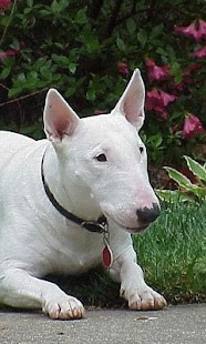 Download Bull Terriers Wallpapers APK for Android