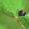 Black Ant Asian Grass Mantis
