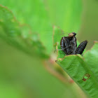 Black Ant Asian Grass Mantis