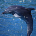 Jumpin Dolphin icon
