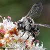 Centris-Cuckoo Bee