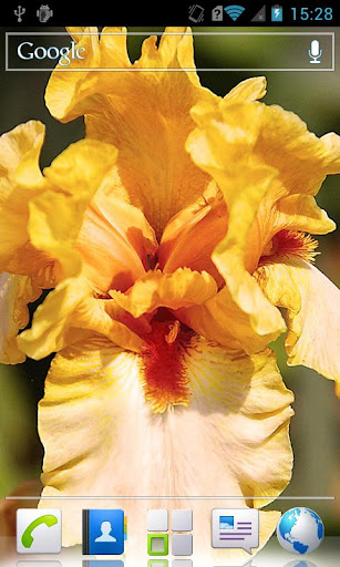 Irises HD Live wallpaper