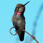 Anna's hummingbird female