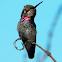 Anna's hummingbird female