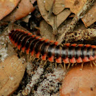 Red-sided Flat Millipede