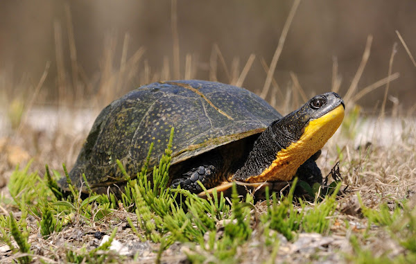 Blandings Turtle | Project Noah