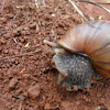 snail in hawaii